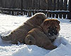 chow chow smooth puppies