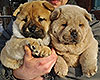 red and cinnamon smooth chow-chow puppies boys