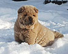 cinnamon smooth chow-chow puppy boy