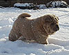 cinnamon smooth chow-chow puppy boy