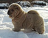 cinnamon smooth chow-chow puppy boy