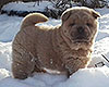 cinnamon smooth chow-chow puppy boy