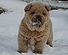 cinnamon smooth chow-chow puppy boy