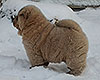 cinnamon smooth chow-chow puppy boy