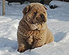 cinnamon smooth chow-chow puppy boy