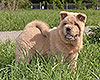 cinnamon smooth chow-chow puppy