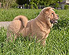 cinnamon smooth chow-chow puppy boy