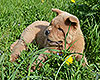 cinnamon smooth chow-chow puppy boy