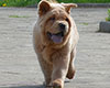 cinnamon smooth chow-chow puppy boy