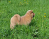 cinnamon smooth chow-chow puppy boy