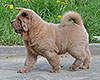 cinnamon smooth chow-chow puppy