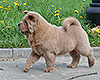 cinnamon smooth chow-chow puppy boy