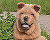 cinnamon smooth chow-chow puppy