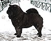 black chow-chow smooth MARGOSHA