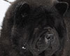 black chow-chow smooth MARGOSHA