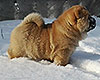 red smooth chow-chow puppy boy