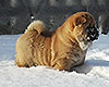 red smooth chow-chow puppy boy