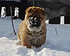 red smooth chow-chow puppy boy