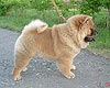 chow-chow puppy Love Story Gutiera