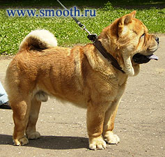 CHOW-CHOW Si Huang Ti Velvet Prince