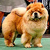 Chow-chow BON TRIUMPH SHANS