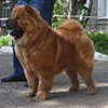 Chow-chow HONILAND SPARKLET FIRE