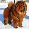 Chow-chow HONILAND UNIQUE CHRISTMAS PRESENT