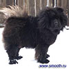 chow-chow ISKORKA ZAGLYADENIE NASHE