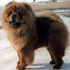 Chow-chow Paramount THE PILOT