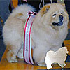 chow-chow PEI FANG NORWEGIAN CREAM