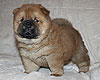 maximize chow-chow puppy