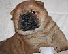 maximize chow-chow puppy