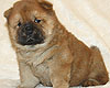 maximize chow-chow puppy