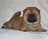 maximize chow-chow puppy