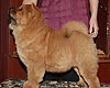 maximize chow-chow puppy