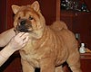 maximize chow-chow puppy