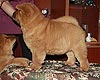 maximize chow-chow puppy