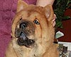 maximize chow-chow puppy