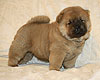 maximize chow-chow puppy