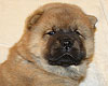 maximize chow-chow puppy