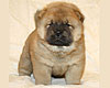 maximize chow-chow puppy