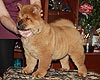 maximize chow-chow puppy