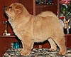 maximize chow-chow puppy