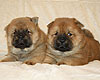 maximize chow-chow puppy