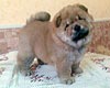 maximize chow-chow puppy