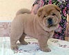 maximize chow-chow puppy