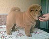 maximize chow-chow puppy