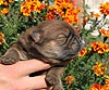 maximize chow-chow puppy