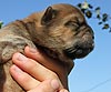 maximize chow-chow puppy