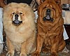 maximize chow-chow puppy